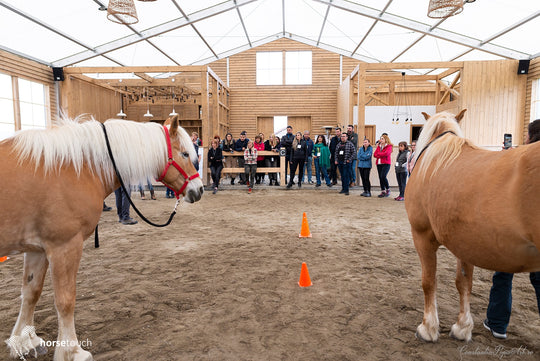 Experiențe de team development by HorseDream Romania