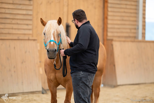 Experiențe de team development by HorseDream Romania