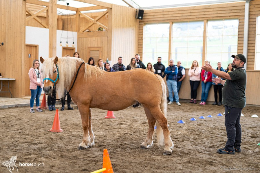 Experiențe de team development by HorseDream Romania