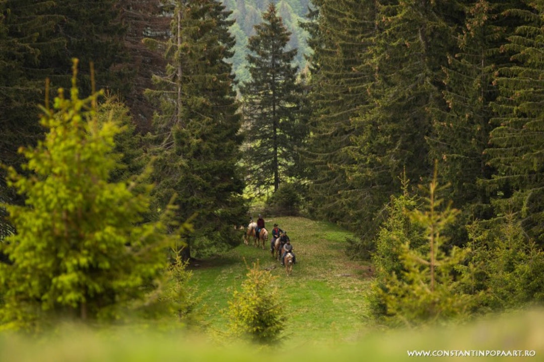 Ride Wild Carpathia - Tură călare montană în munții Leaota